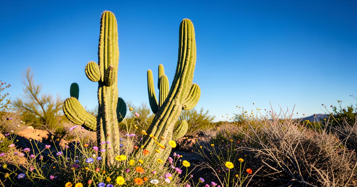 Allergy Season in Arizona: What You Should Know
